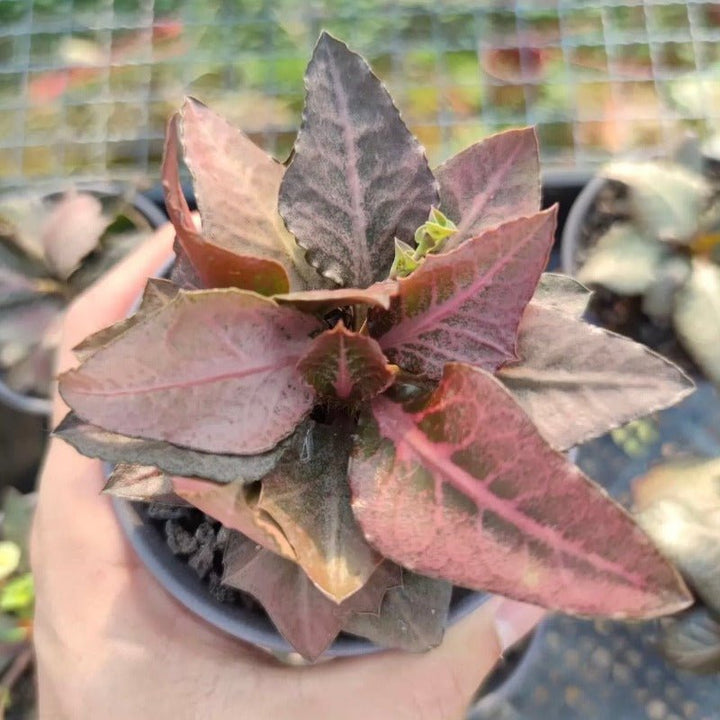 彩葉麒麟（Euphorbia francoisii ) - 森流 GreenFlow - 動植物造景專門店