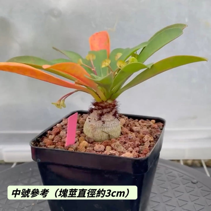 象鼻大戟（Euphorbia ramena )