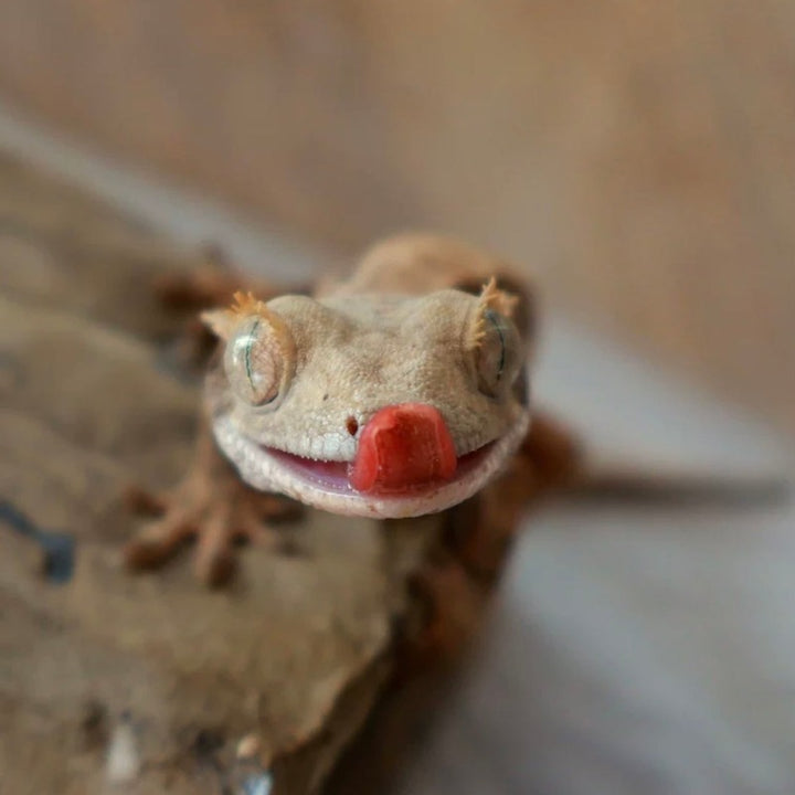 睫角守宮  Eyelash Gecko（ Rhacodactylus ciliatus ）