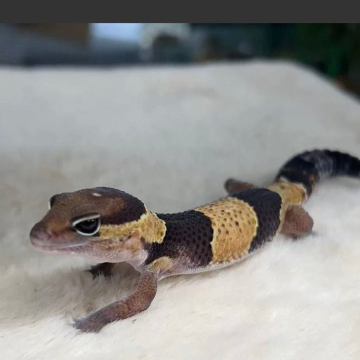 原色肥尾守宮  Fat - tailed gecko（ Hemitheconyx caudicinctus ） - 森流 GreenFlow - 動植物造景專門店