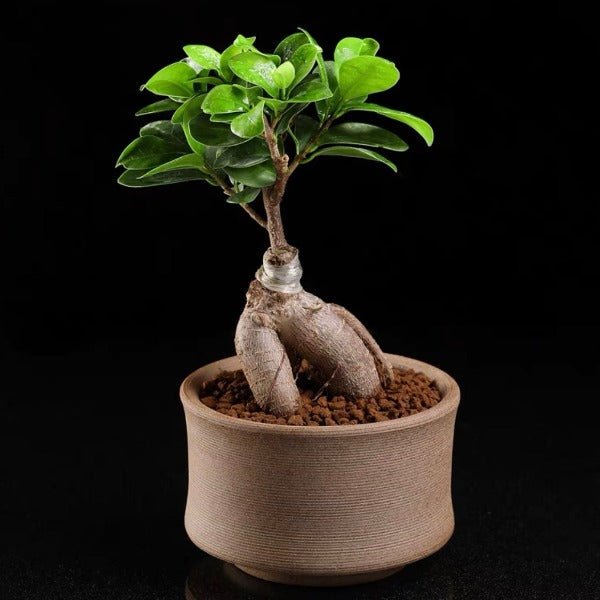 人參榕 ( Ficus microcarpa ' Ginseng ' ) - 森流 GreenFlow - 動植物造景專門店