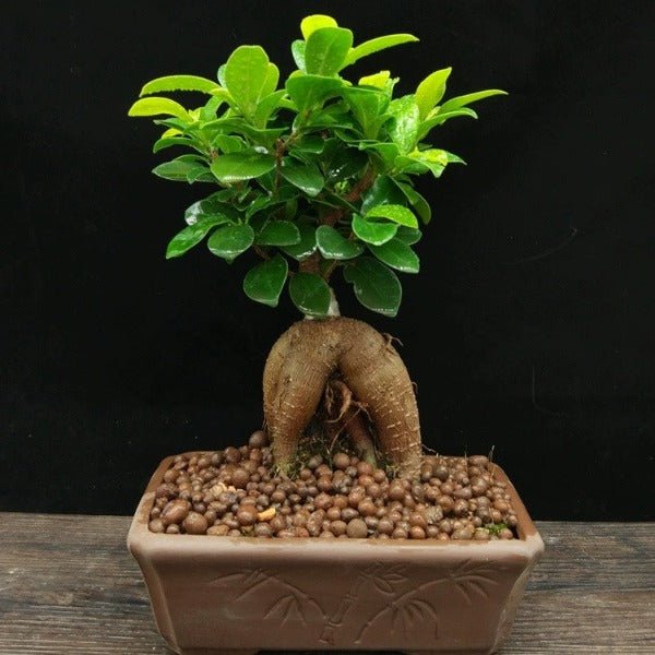 人參榕 ( Ficus microcarpa ' Ginseng ' ) - 森流 GreenFlow - 動植物造景專門店