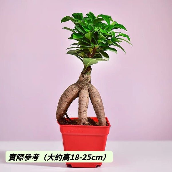 人參榕 ( Ficus microcarpa ' Ginseng ' ) - 森流 GreenFlow - 動植物造景專門店