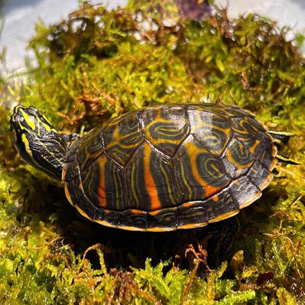 火焰龜Flame Turtle  ( Pseudemys nelsoni )