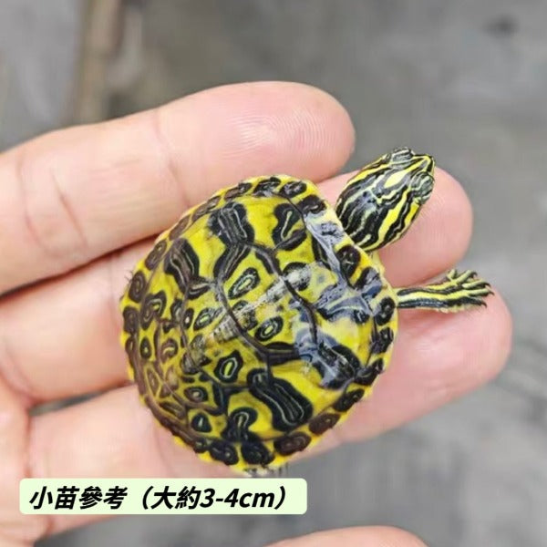 火焰龜Flame Turtle  ( Pseudemys nelsoni )