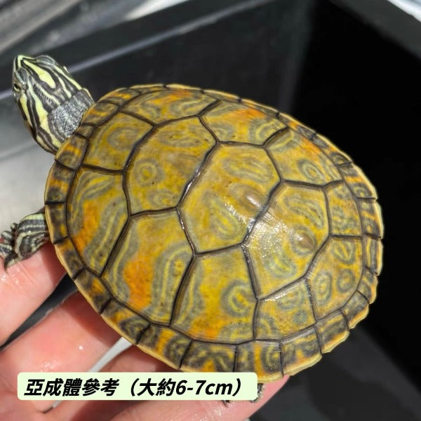 火焰龜Flame Turtle  ( Pseudemys nelsoni )