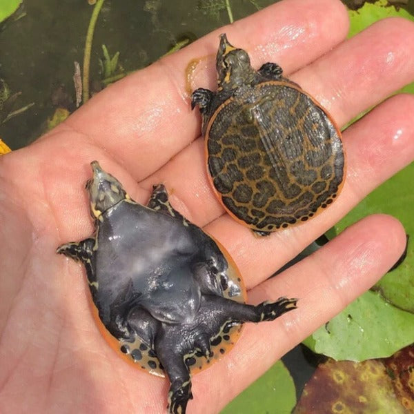 珍珠鱉 Florida Soft-shelled Turtle ( Apalone ferox )