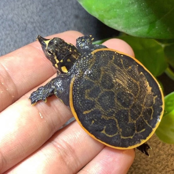 珍珠鱉 Florida Soft-shelled Turtle ( Apalone ferox )