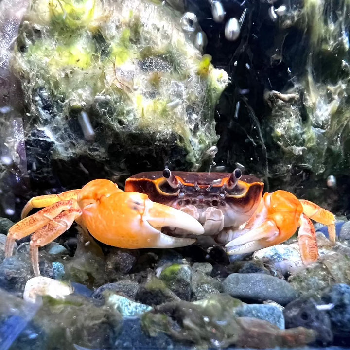 赤棕蟹 （日本澤蟹）可全水養