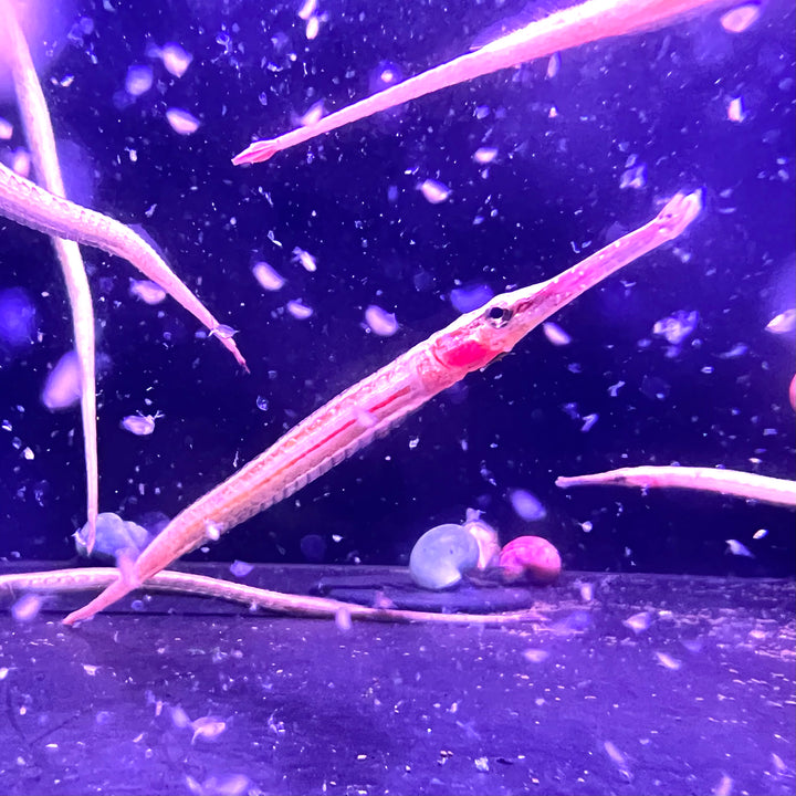 寶珈海龍 淡水海龍 Long - snouted pipefish（ Doryichthys boaja ） - 森流 GreenFlow - 動植物造景專門店