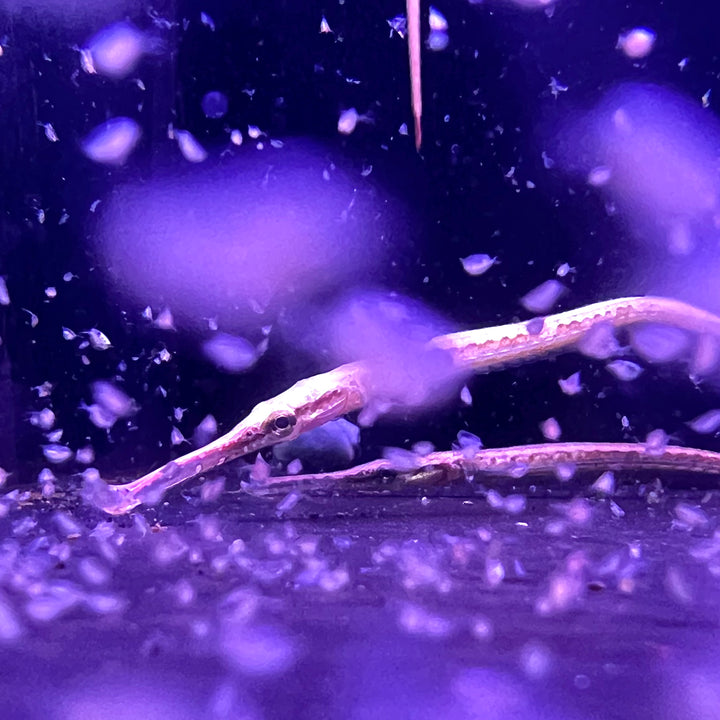 寶珈海龍 淡水海龍 Long - snouted pipefish（ Doryichthys boaja ） - 森流 GreenFlow - 動植物造景專門店