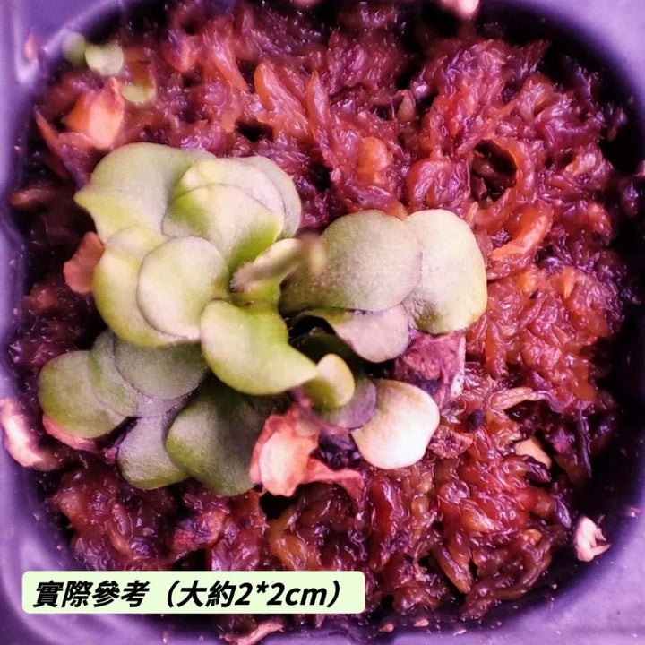 螺旋狸藻（Genlisea lobota x flexnosa ) 