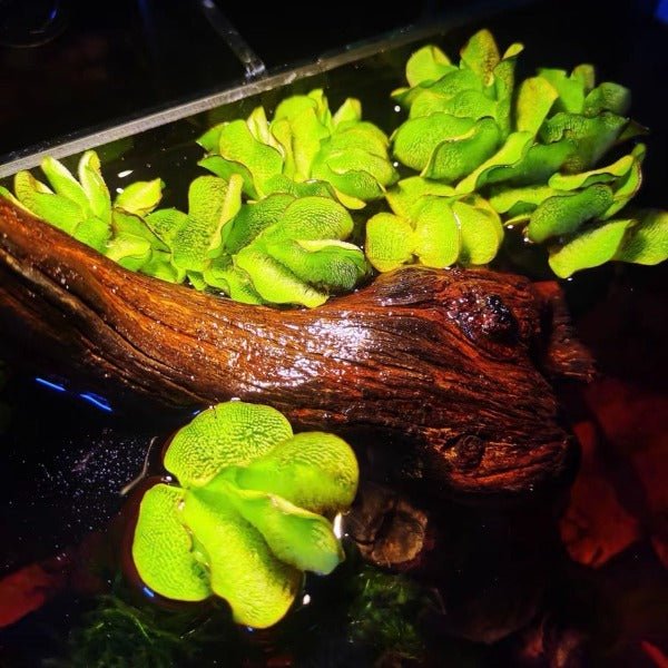 兔耳萍 Giant salvinia（ Salvinia molesta ） - 森流 GreenFlow - 動植物造景專門店