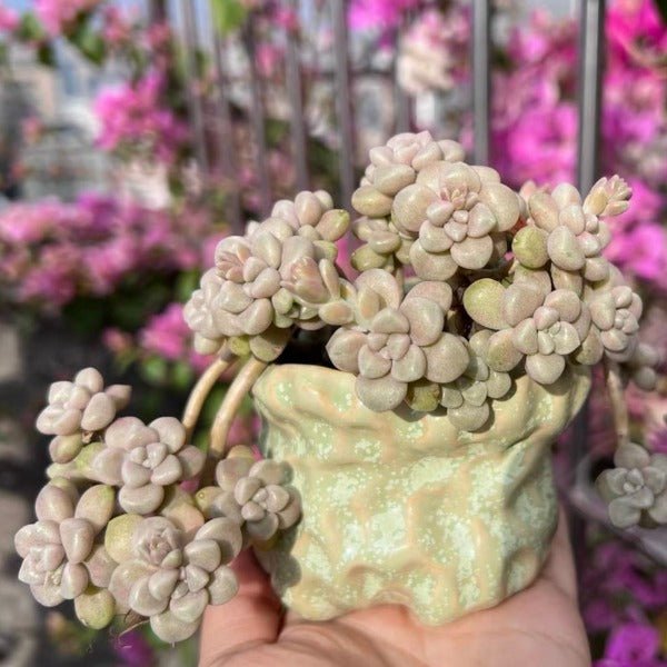 丸葉姬秋麗 ( Graptopetalum mendozae ) - 森流 GreenFlow - 動植物造景專門店