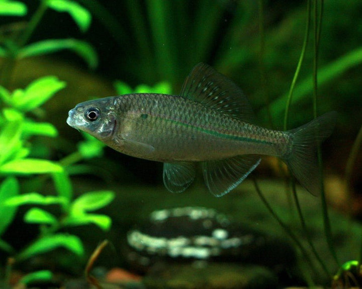 广西鱊 Guangxi Bitterling (Acheilognathus meridianus) - 森流 GreenFlow - 動植物造景專門店