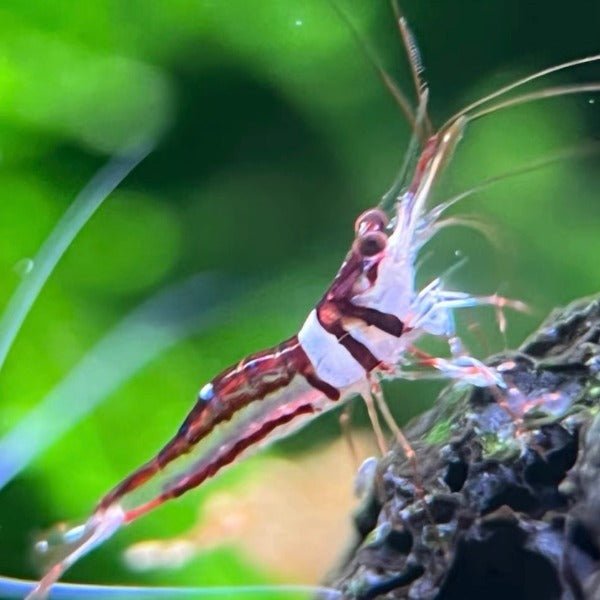 可樂蘇蝦 Harlequin Shrimp ( Caridina spongicola ) ×5隻 - 森流 GreenFlow - 動植物造景專門店