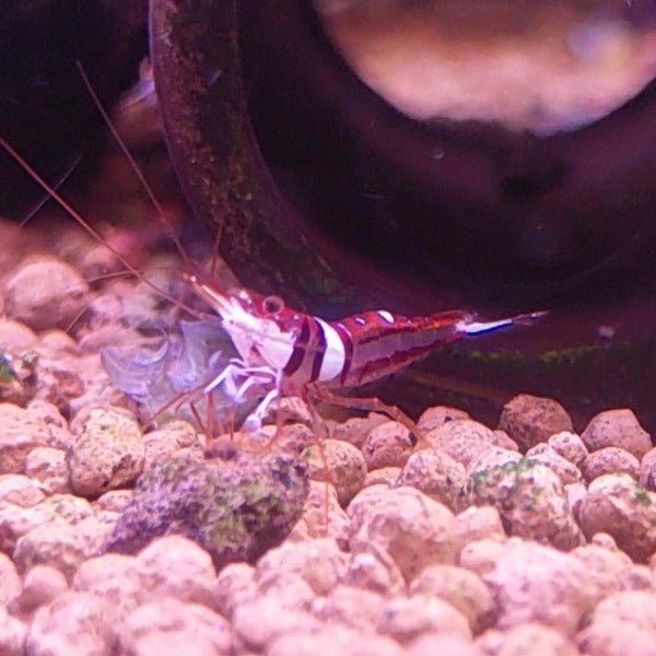 可樂蘇蝦 Harlequin Shrimp ( Caridina spongicola ) ×5隻 - 森流 GreenFlow - 動植物造景專門店