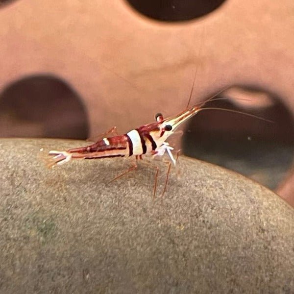 可樂蘇蝦 Harlequin Shrimp ( Caridina spongicola ) ×5隻 - 森流 GreenFlow - 動植物造景專門店