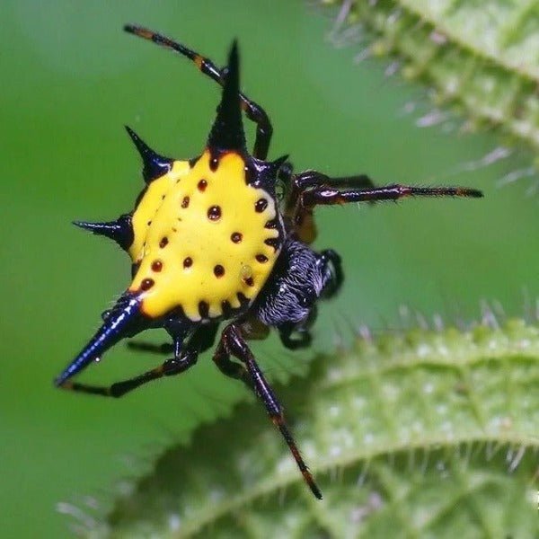 哈氏棘腹蛛 Hasselt's Spiny Spider ( Gasteracantha hasselti ) - 森流 GreenFlow - 動植物造景專門店