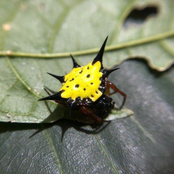 哈氏棘腹蛛 Hasselt's Spiny Spider ( Gasteracantha hasselti ) - 森流 GreenFlow - 動植物造景專門店