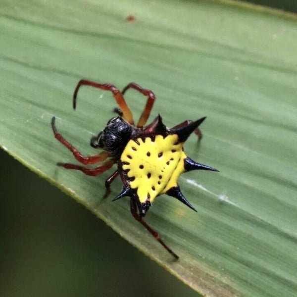 哈氏棘腹蛛 Hasselt's Spiny Spider ( Gasteracantha hasselti ) - 森流 GreenFlow - 動植物造景專門店