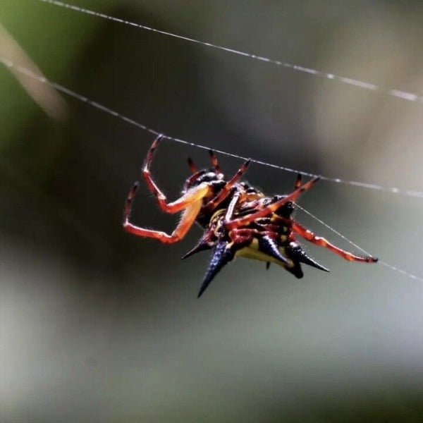 哈氏棘腹蛛 Hasselt's Spiny Spider ( Gasteracantha hasselti ) - 森流 GreenFlow - 動植物造景專門店