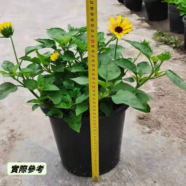 光輝歲月向日葵 ( Helianthus annuus ' Sunbelievable ' ) - 森流 GreenFlow - 動植物造景專門店