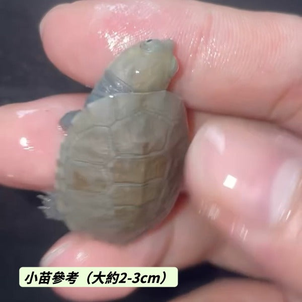 沼澤側頸龜 Helmeted Turtle( Pelomedusa subrufa )