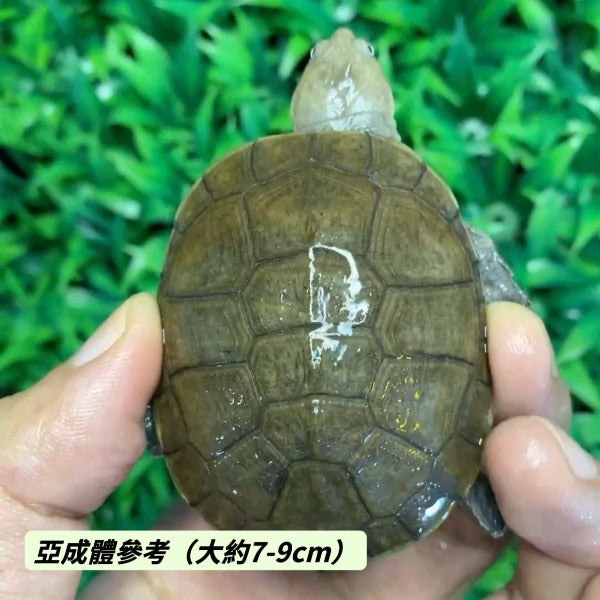 沼澤側頸龜 Helmeted Turtle( Pelomedusa subrufa )