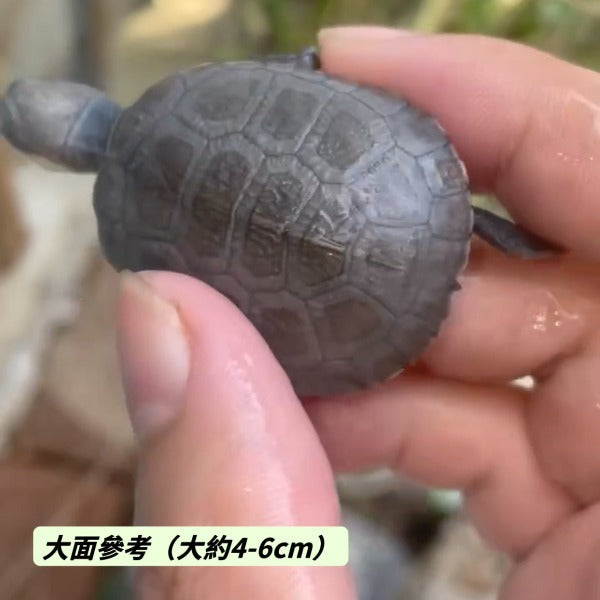 沼澤側頸龜 Helmeted Turtle( Pelomedusa subrufa )