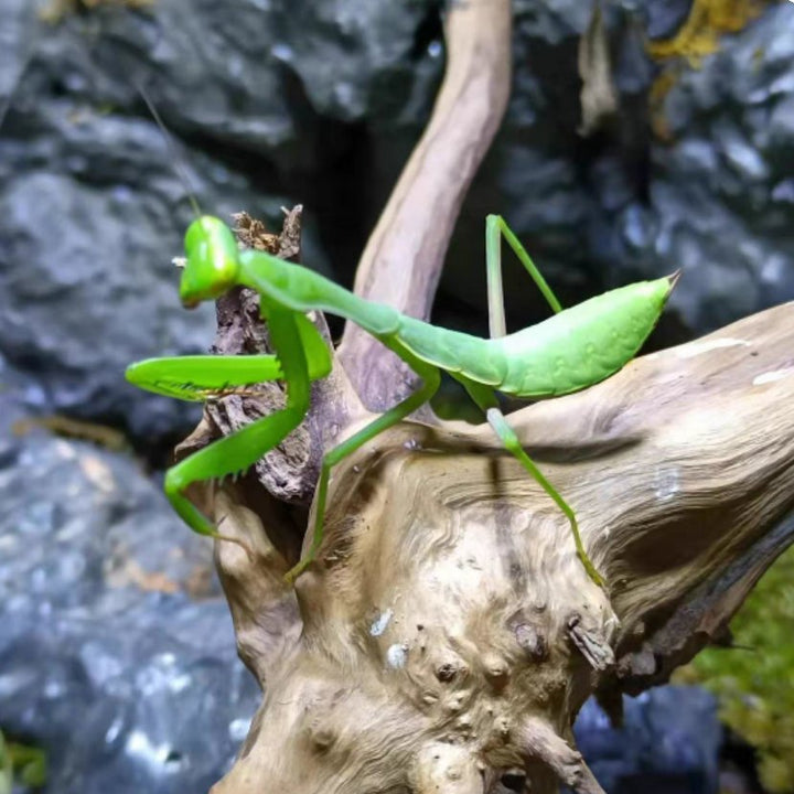 廣斧螳螂（ Hierodula petellifera ） - 森流 GreenFlow - 動植物造景專門店