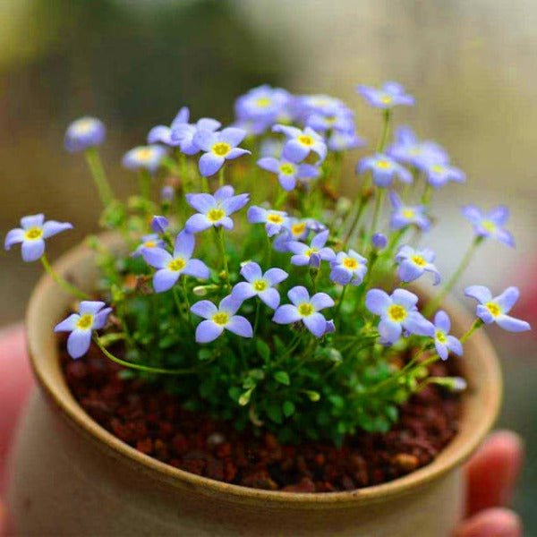 北美藍花耳草 ( Houstonia caerulea ) - 森流 GreenFlow - 動植物造景專門店