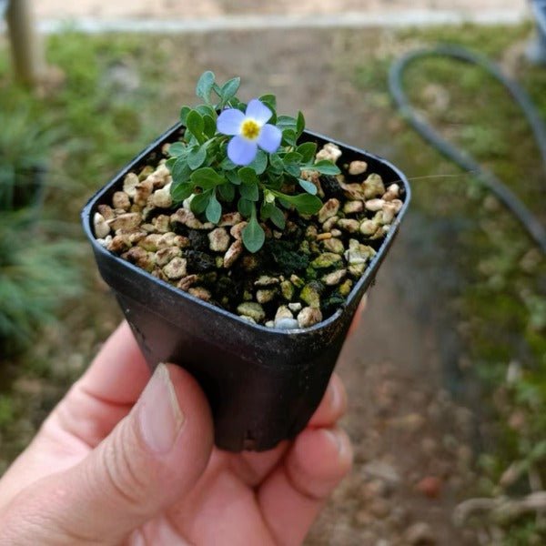 北美藍花耳草 ( Houstonia caerulea ) - 森流 GreenFlow - 動植物造景專門店