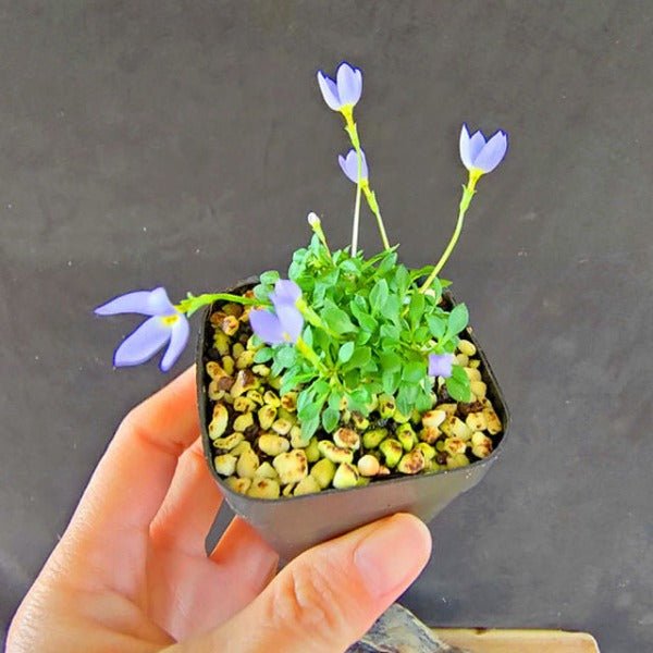 北美藍花耳草 ( Houstonia caerulea ) - 森流 GreenFlow - 動植物造景專門店