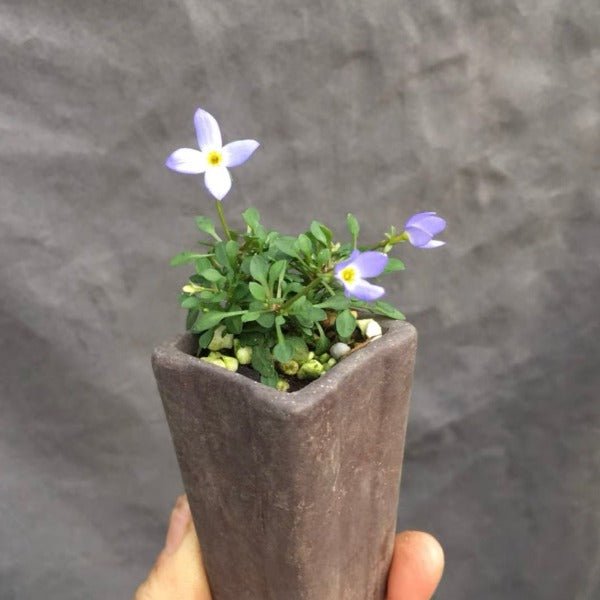 北美藍花耳草 ( Houstonia caerulea ) - 森流 GreenFlow - 動植物造景專門店