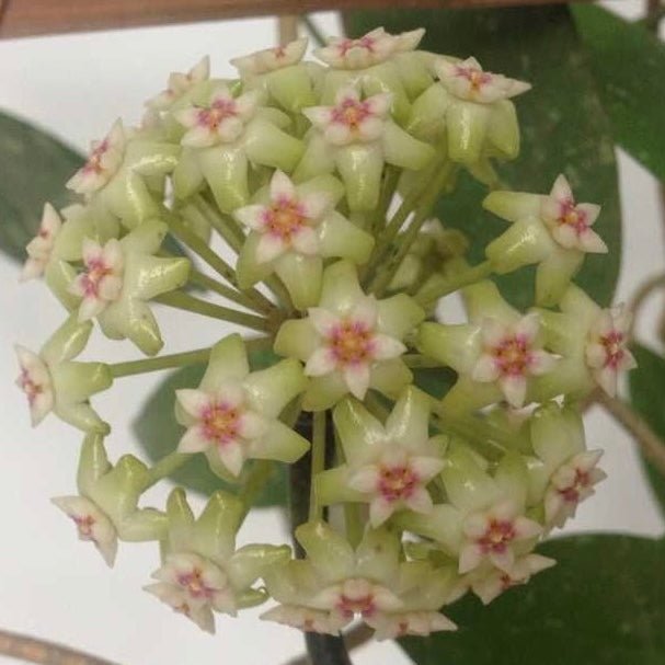 斑點帕拉毬蘭( Hoya SP. para splash ) - 森流 GreenFlow - 動植物造景專門店