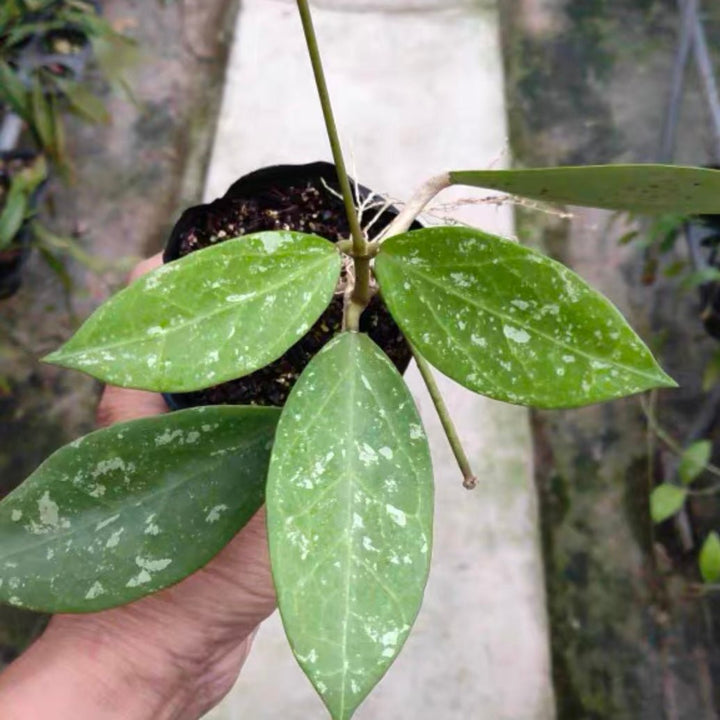 斑點帕拉毬蘭( Hoya SP. para splash ) - 森流 GreenFlow - 動植物造景專門店