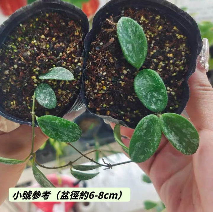 利馬球蘭（ Hoya ‘ Lima ’ ） - 森流 GreenFlow - 動植物造景專門店