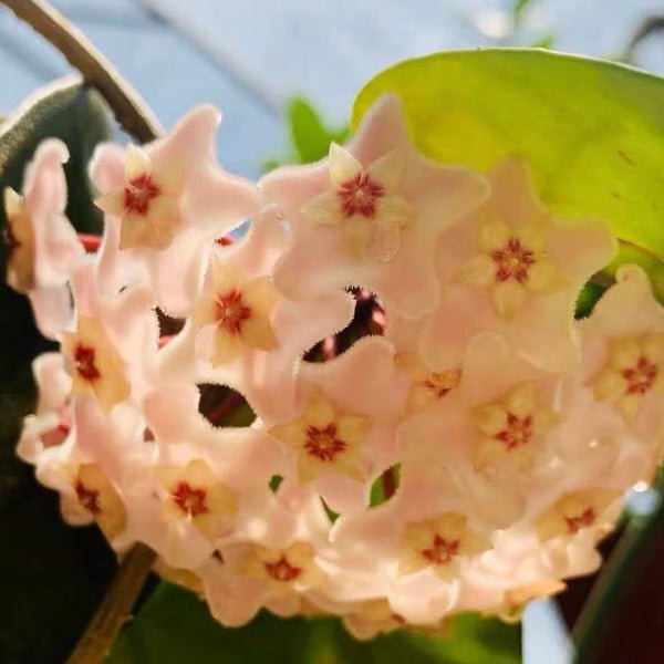 廣西球蘭（ Hoya commutata ） - 森流 GreenFlow - 動植物造景專門店