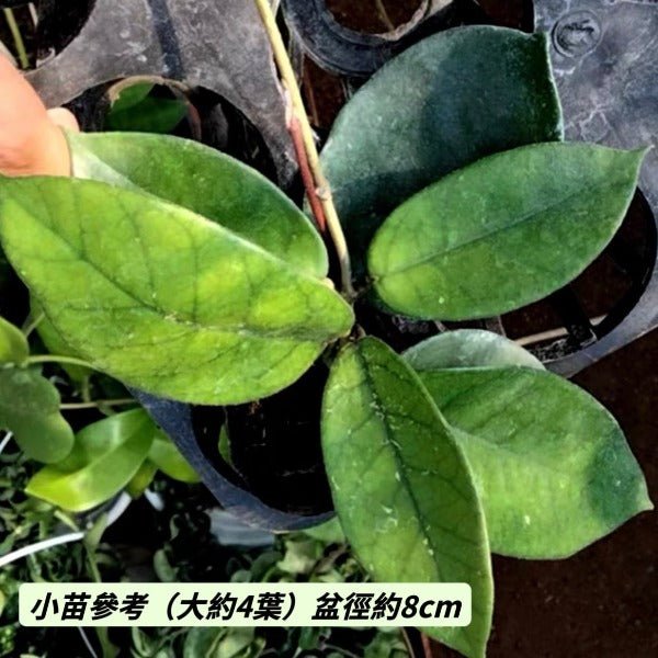 廣西球蘭（ Hoya commutata ） - 森流 GreenFlow - 動植物造景專門店