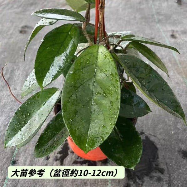 廣西球蘭（ Hoya commutata ） - 森流 GreenFlow - 動植物造景專門店