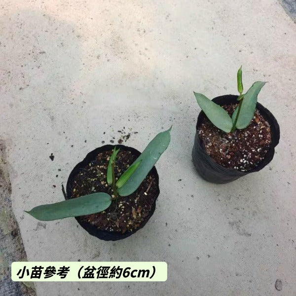 銀斑琴葉球蘭（ Hoya pandurata silver ）