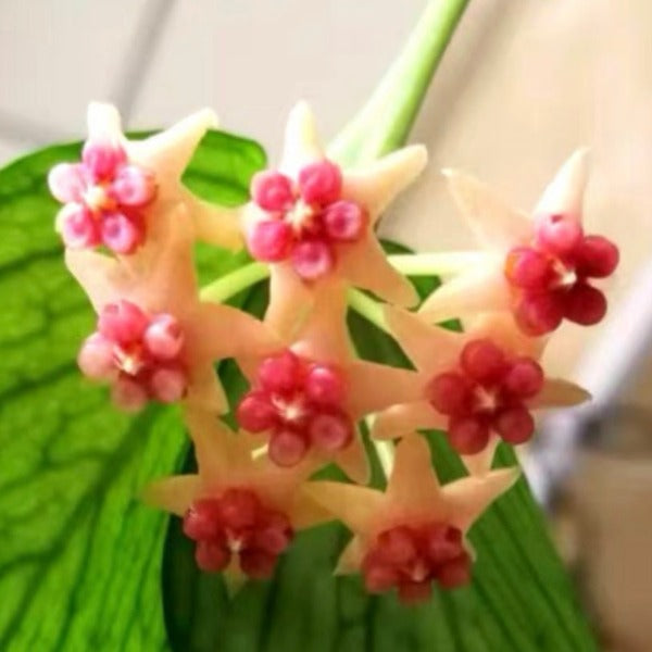 銀斑魚尾球蘭（ Hoya polyneura ‘ Broget ’ ）