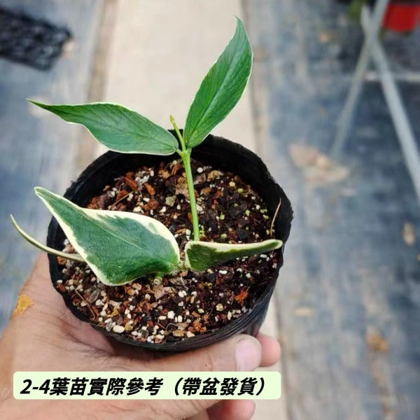 魚尾外锦球蘭（ Hoya polyneura ‘Fish Tail’ albomarginata ）