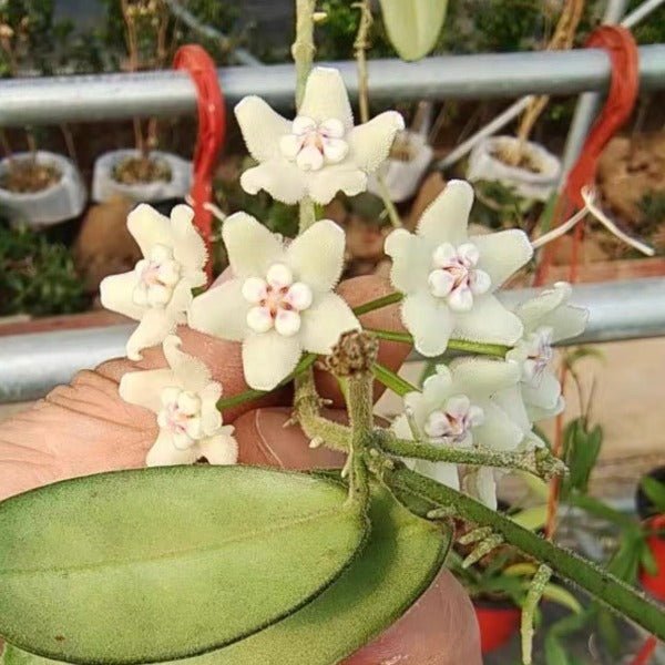 四川球蘭（ Hoya sichuanensis ） - 森流 GreenFlow - 動植物造景專門店