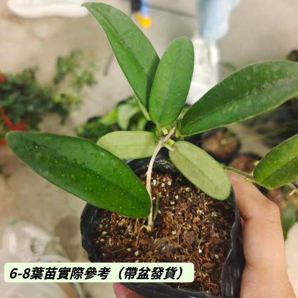 四川球蘭（ Hoya sichuanensis ） - 森流 GreenFlow - 動植物造景專門店