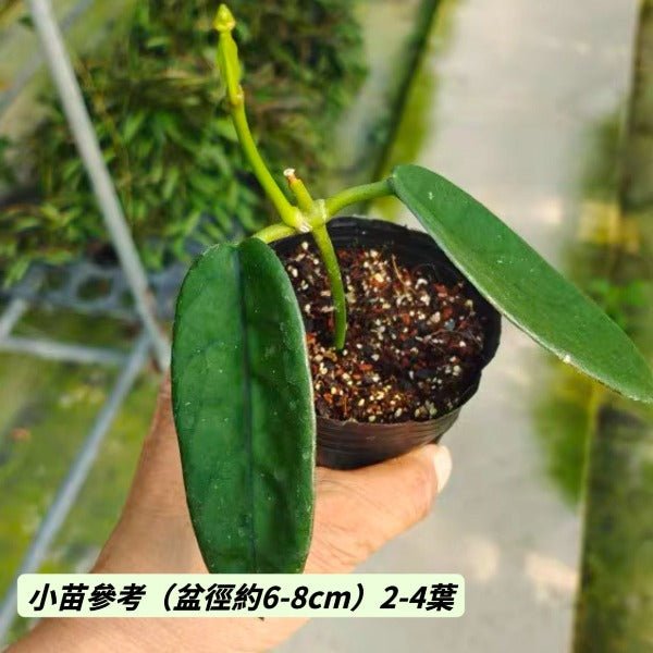 墨脫球蘭（ Hoya sp. motuoensis ） - 森流 GreenFlow - 動植物造景專門店