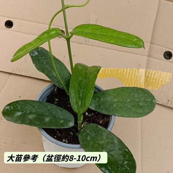 墨脫球蘭（ Hoya sp. motuoensis ） - 森流 GreenFlow - 動植物造景專門店