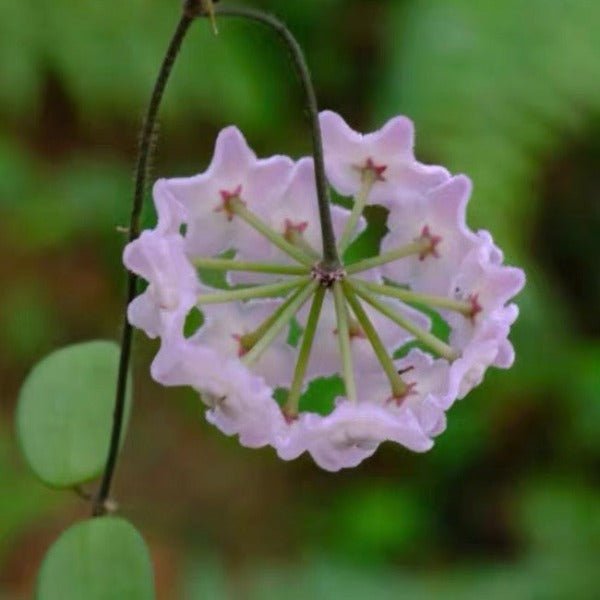 壯觀球蘭（ Hoya spectatissima ） - 森流 GreenFlow - 動植物造景專門店