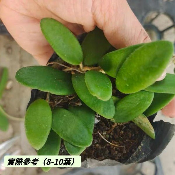 壯觀球蘭（ Hoya spectatissima ） - 森流 GreenFlow - 動植物造景專門店